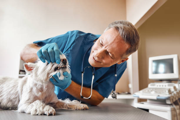 Best Emergency Root Canal Treatment in Cricket, NC